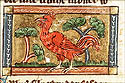gallus silvester
