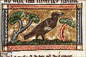 graculus