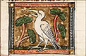 ibis
