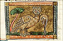 lagepus