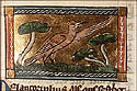 melancorfus