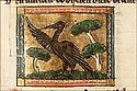 morpex