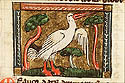 mauca