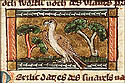 merelus