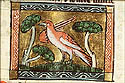 muscicapa