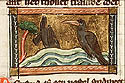 mergus