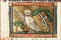 nocticorax