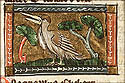 onocrotallus