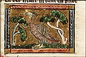 oriolus