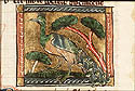 pavo