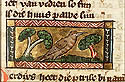 perdix
