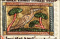 plumales