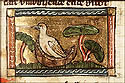turdus