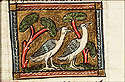 vanellus