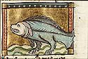 canis marinus