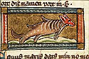 equus maris