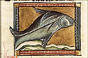 exposita