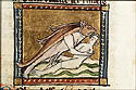 polipus