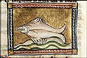 sinocus