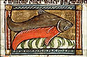 tignus