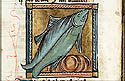 zedrosus