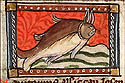 capitanius