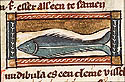 fundubula