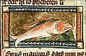 lepus marinus