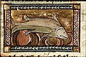 mugilus
