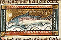 mulus