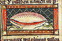 purpuree