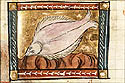 pecten