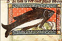 porcus marinus