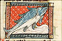 salmo