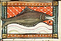 squatina