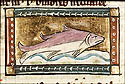 torpedo