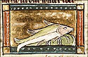timallus