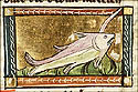 vipera