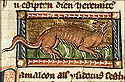 camelion