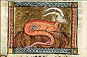 cerastes