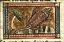 lacerta