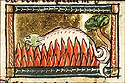 salamandra