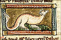 tiliatus