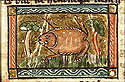 bufo