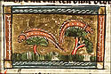 eruca