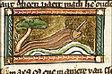limax