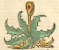 mandragora