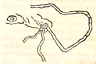 floater, 1694