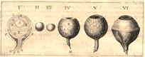 oog, 6 figuren