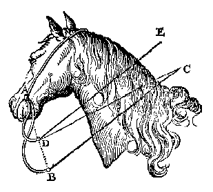 2 teugelriemen